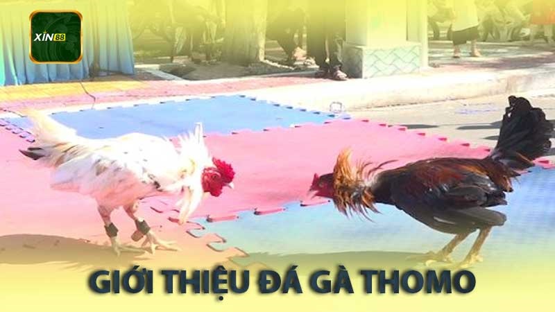 Giới Thiệu Về Đá Gà Thomo